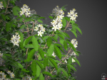 XfrogPlants Mexican Orange Blossom - Choisya Ternata Sundance