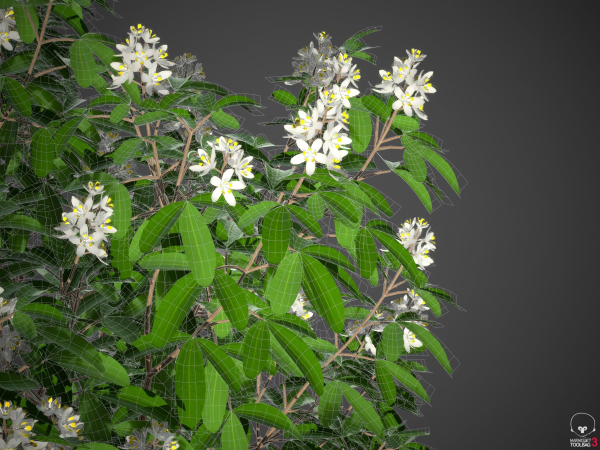 XfrogPlants Mexican Orange Blossom - Choisya Ternata Sundance