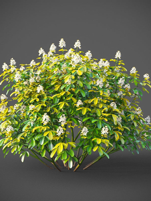 XfrogPlants Mexican Orange Blossom - Choisya Ternata Sundance