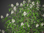 XfrogPlants Mexican Orange Blossom - Choisya Ternata Sundance