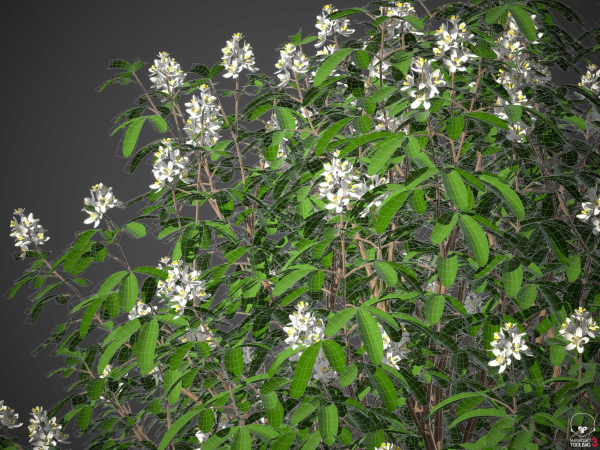 XfrogPlants Mexican Orange Blossom - Choisya Ternata Sundance