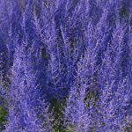 XfrogPlants Russian Sage - Perovskia Atripliciflolia