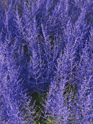 xfrogplants-russian-sage-perovskia-atripliciflolia-3d-model-animated-max-obj-fbx-blend-GrowFX