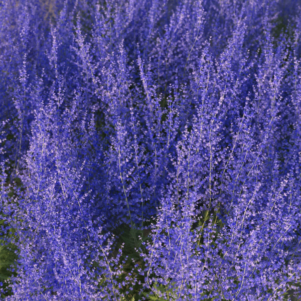 XfrogPlants Russian Sage - Perovskia Atripliciflolia