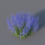 XfrogPlants Russian Sage - Perovskia Atripliciflolia