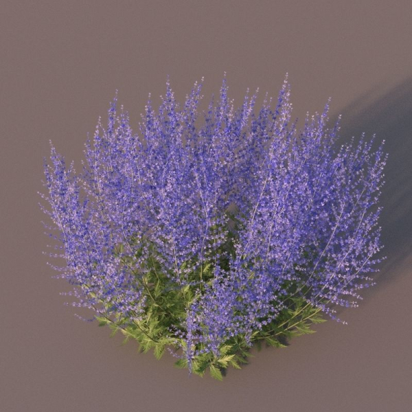 XfrogPlants Russian Sage - Perovskia Atripliciflolia