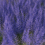 XfrogPlants Russian Sage - Perovskia Atripliciflolia
