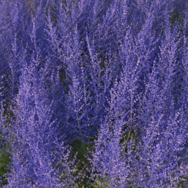 XfrogPlants Russian Sage - Perovskia Atripliciflolia