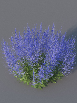 XfrogPlants Russian Sage - Perovskia Atripliciflolia