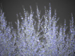 XfrogPlants Russian Sage - Perovskia Atripliciflolia