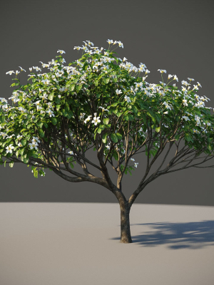 xfrogplants-singapore-graveyard-flower-plumeria-obtusa-3d-model-animated-max-obj-fbx-blend-GrowFX