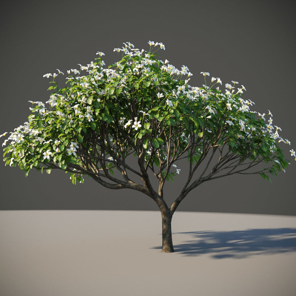 XfrogPlants Singapore Graveyard Flower - Plumeria Obtusa
