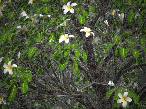 XfrogPlants Singapore Graveyard Flower - Plumeria Obtusa
