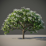 XfrogPlants Singapore Graveyard Flower - Plumeria Obtusa