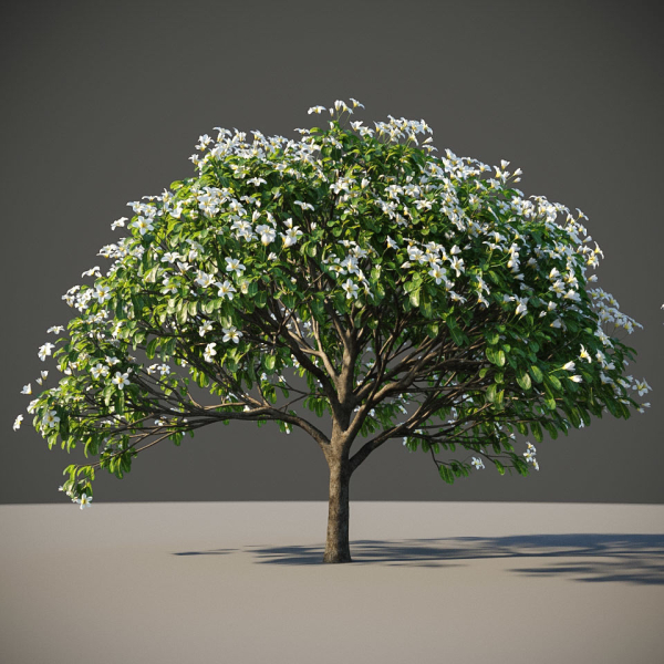 XfrogPlants Singapore Graveyard Flower - Plumeria Obtusa