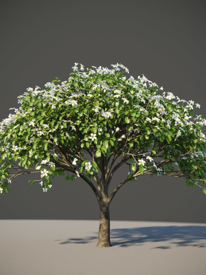 XfrogPlants Singapore Graveyard Flower - Plumeria Obtusa