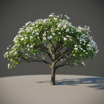 XfrogPlants Singapore Graveyard Flower - Plumeria Obtusa