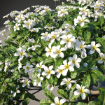 XfrogPlants Singapore Graveyard Flower - Plumeria Obtusa