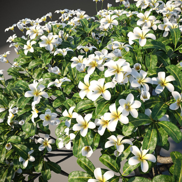 XfrogPlants Singapore Graveyard Flower - Plumeria Obtusa