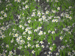 XfrogPlants Singapore Graveyard Flower - Plumeria Obtusa