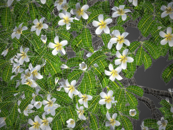 XfrogPlants Singapore Graveyard Flower - Plumeria Obtusa