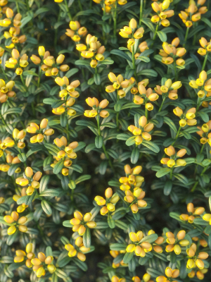 xfrogplants-spanish-broom-genista-hispanica-3d-model-animated-max-obj-fbx-blend-GrowFX