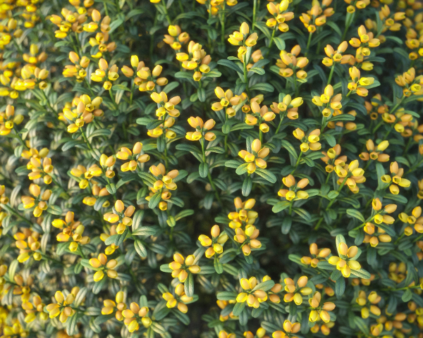 XfrogPlants Spanish Broom - Genista Hispanica