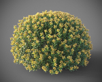 XfrogPlants Spanish Broom - Genista Hispanica