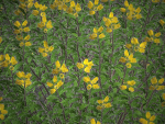 XfrogPlants Spanish Broom - Genista Hispanica
