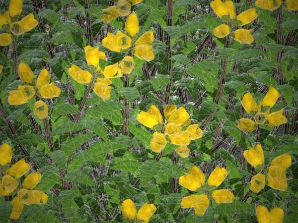 XfrogPlants Spanish Broom - Genista Hispanica