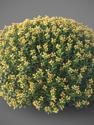 XfrogPlants Spanish Broom - Genista Hispanica