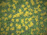 XfrogPlants Spanish Broom - Genista Hispanica