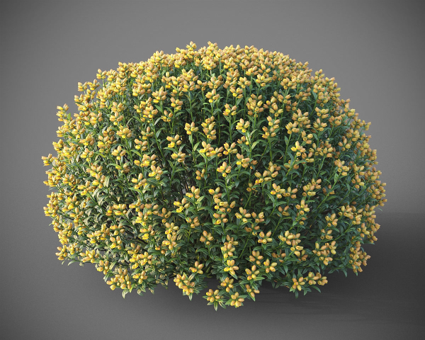 XfrogPlants Spanish Broom - Genista Hispanica