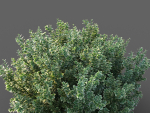 XfrogPlants Spindles - Euonymus Fortunei