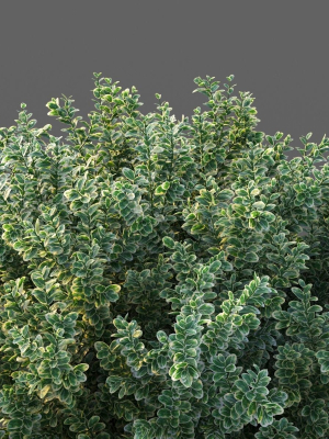 xfrogplants-spindles-euonymus-fortunei-3d-model-animated-max-obj-fbx-blend-GrowFX