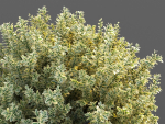 XfrogPlants Spindles - Euonymus Fortunei