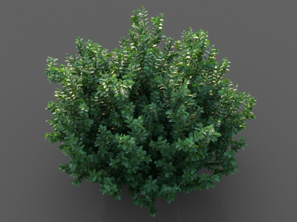 XfrogPlants Spindles - Euonymus Fortunei