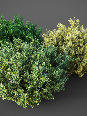 XfrogPlants Spindles - Euonymus Fortunei