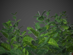 XfrogPlants Spindles - Euonymus Fortunei