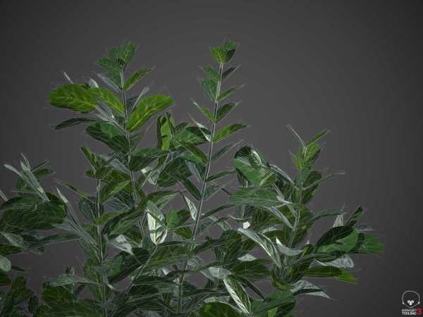 XfrogPlants Spindles - Euonymus Fortunei