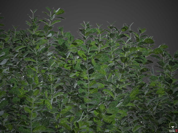 XfrogPlants Spindles - Euonymus Fortunei