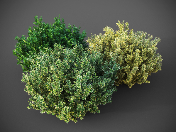 XfrogPlants Spindles - Euonymus Fortunei