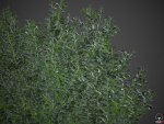 XfrogPlants Spindles - Euonymus Fortunei
