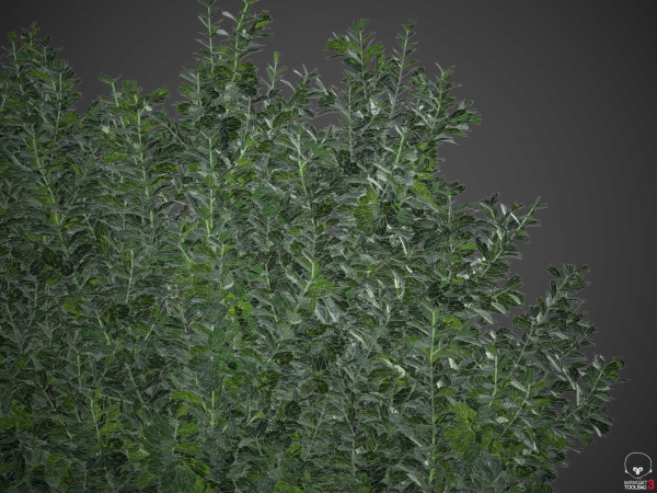 XfrogPlants Spindles - Euonymus Fortunei