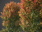 XfrogPlants Sugar Maple - Acer Saccharum