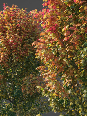 xfrogplants-sugar-maple-acer-saccharum-3d-model-animated-max-obj-fbx-blend-GrowFX