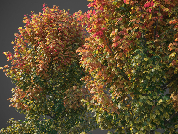 XfrogPlants Sugar Maple - Acer Saccharum