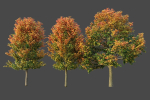 XfrogPlants Sugar Maple - Acer Saccharum