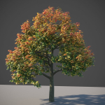 XfrogPlants Sugar Maple - Acer Saccharum