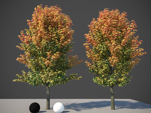 XfrogPlants Sugar Maple - Acer Saccharum